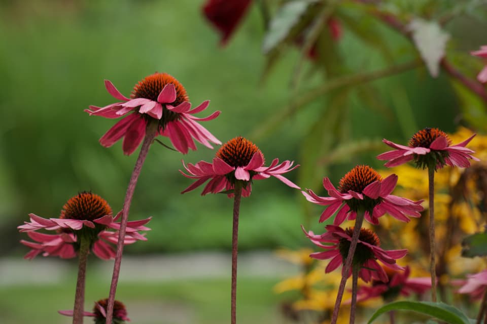 Botanisk Museum